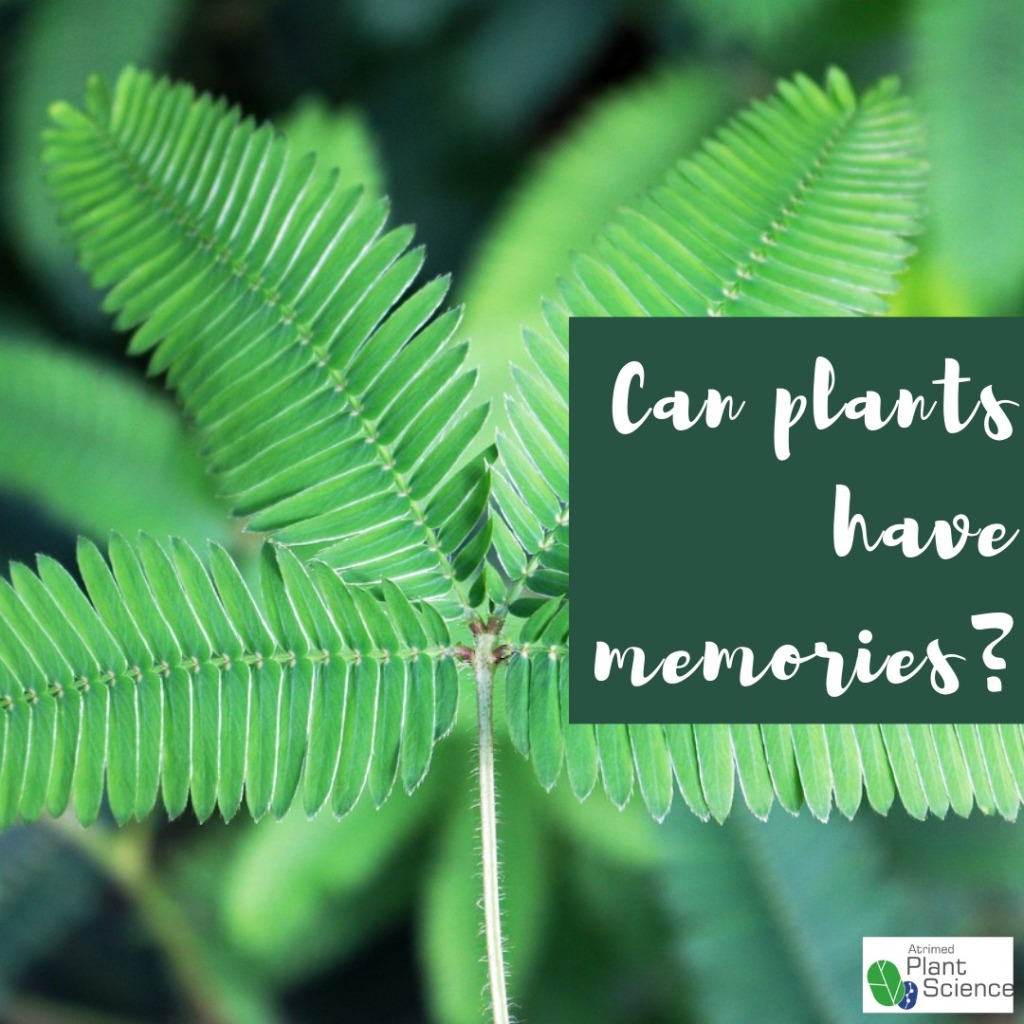 Do plants have memories?